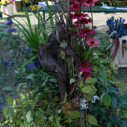 Pflanzung 1 Carla Wilhem